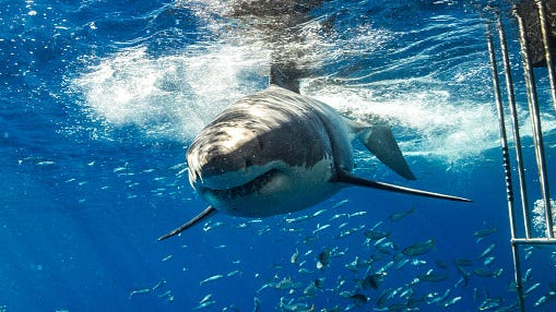 WATCH: Coast Guard shoots at shark as crew members swim nearby