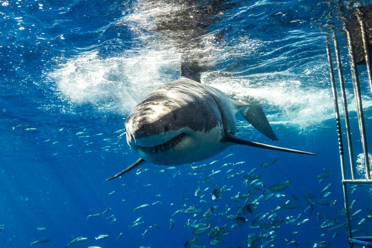 shark