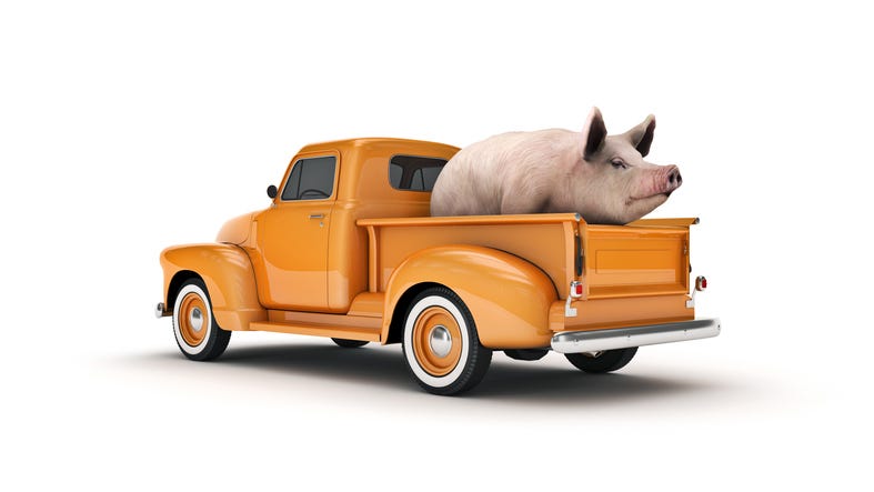 Pig on truck