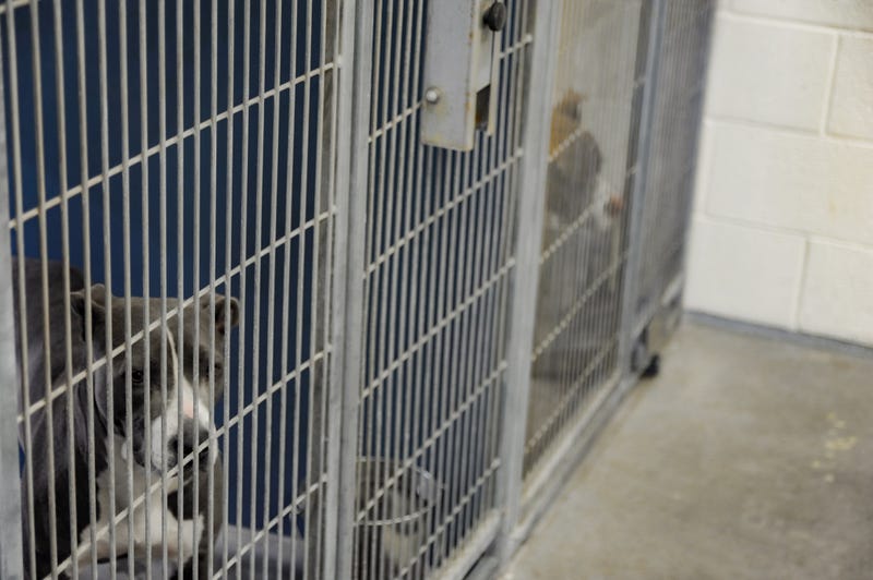 Humane Society
