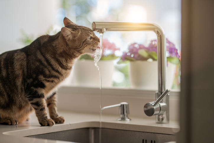 cat drinking from the faucet