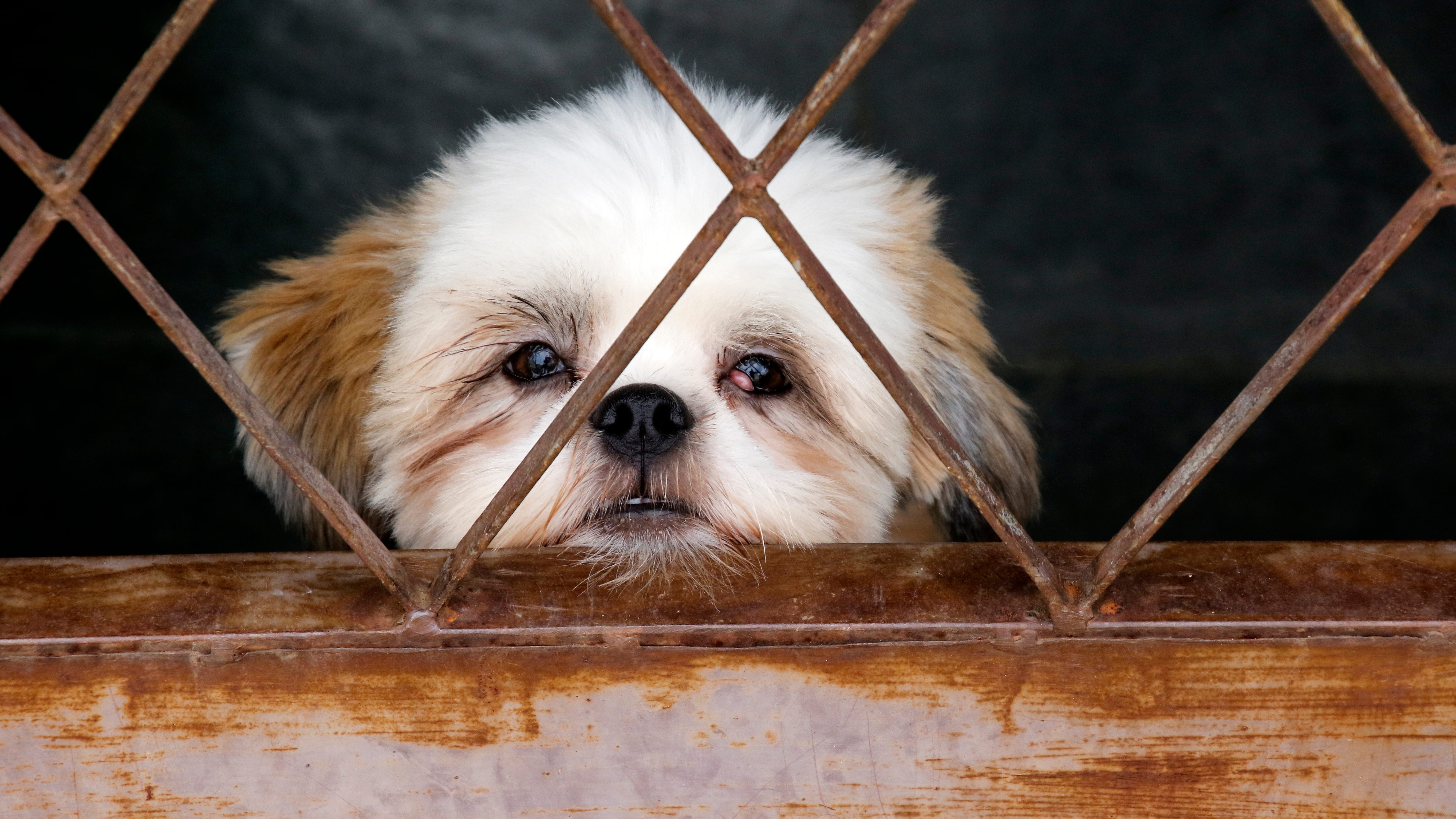 Burglars stuffed 10 puppies in a duffel bag and stole them from pet store, police say
