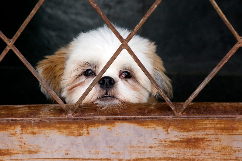 Shih Tzu