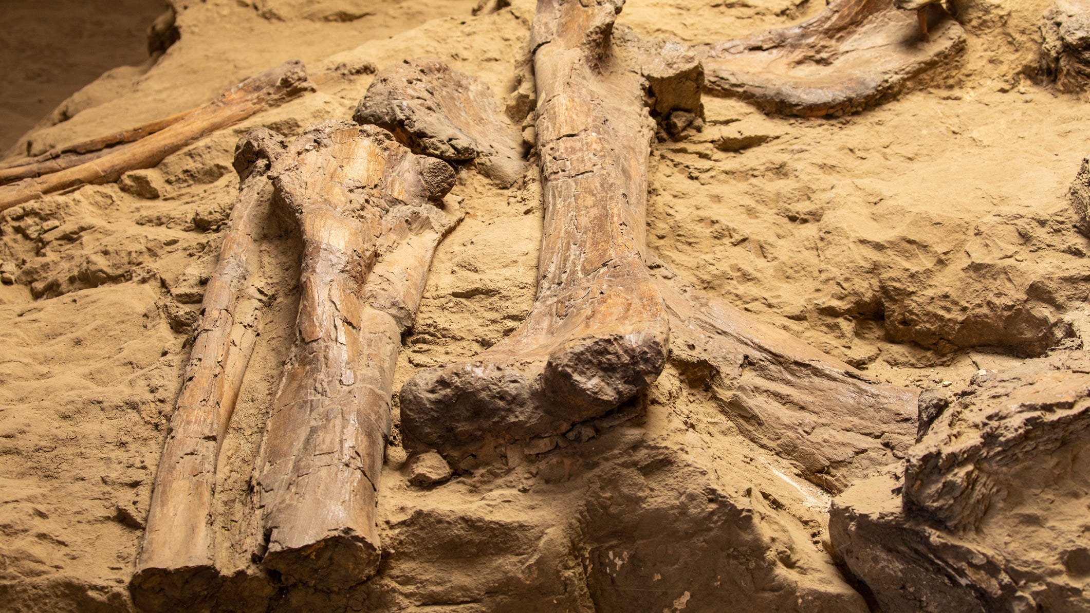 New semi-aquatic raptor-like dinosaur discovered in Spain