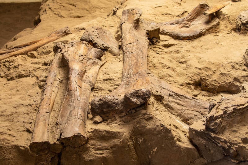 Fossils being unearthed.