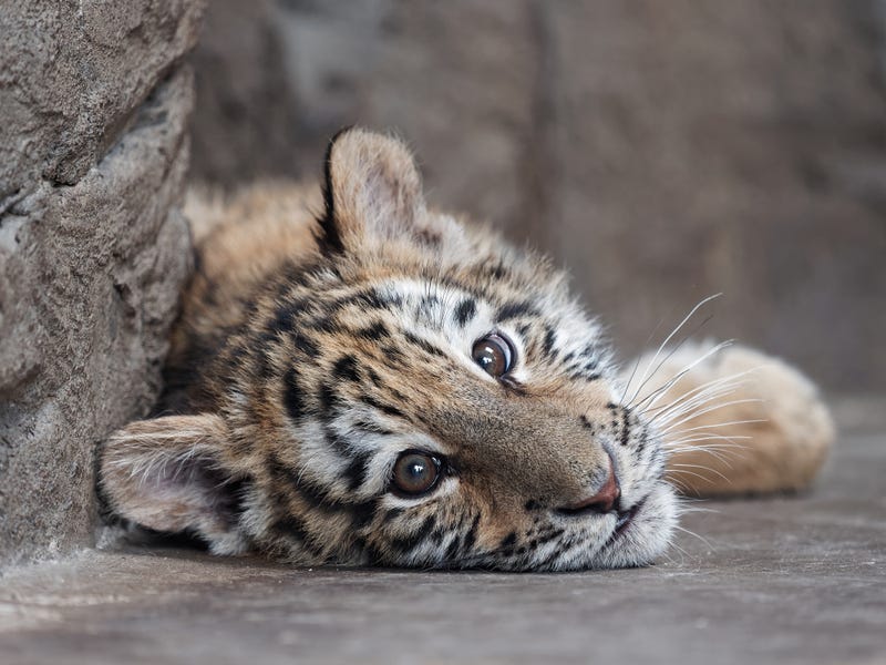 baby tiger