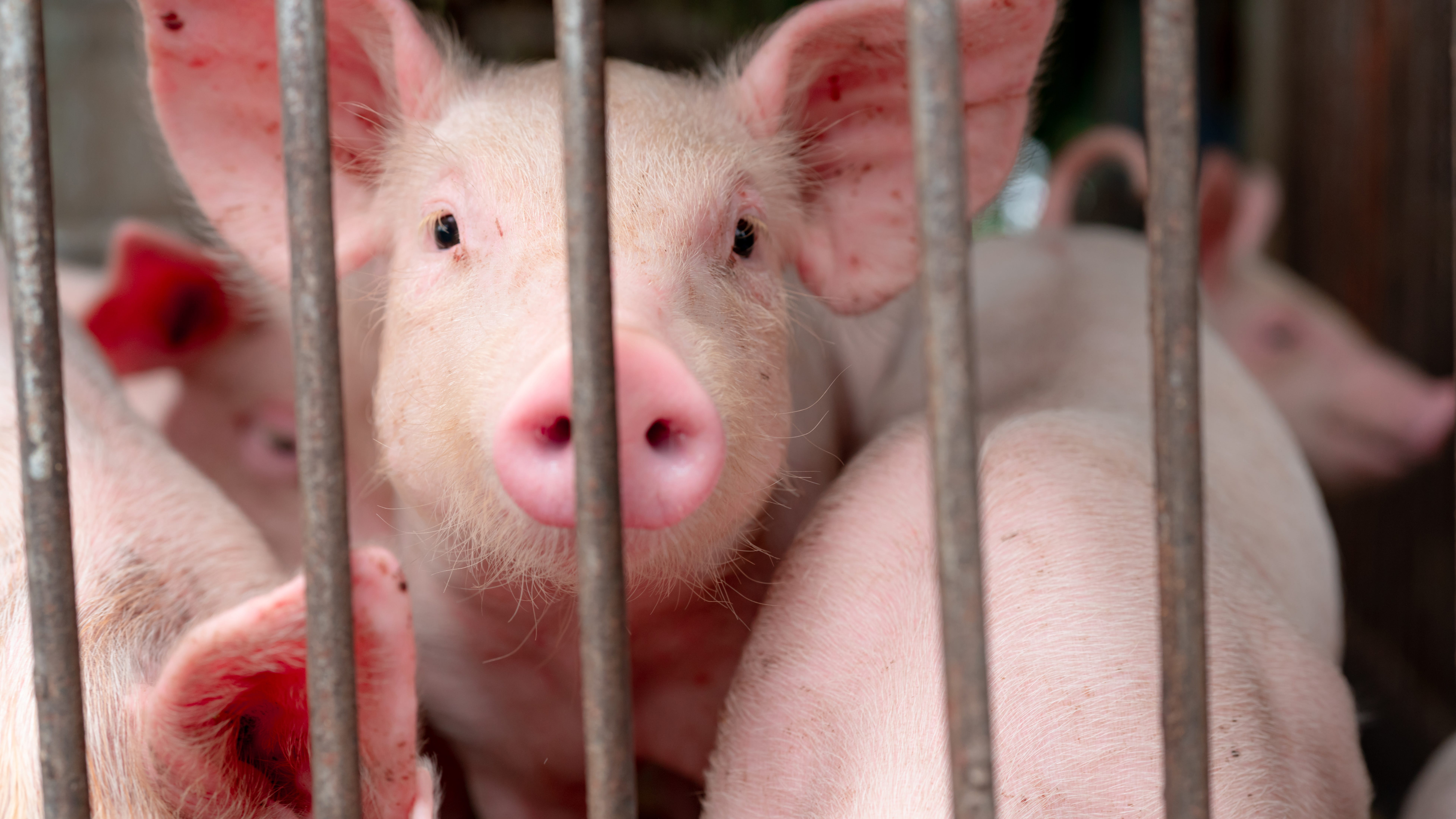 Child tests positive for nation's 1st likely human case of swine flu in 2023 after being around sick pigs at Oakland County Fair