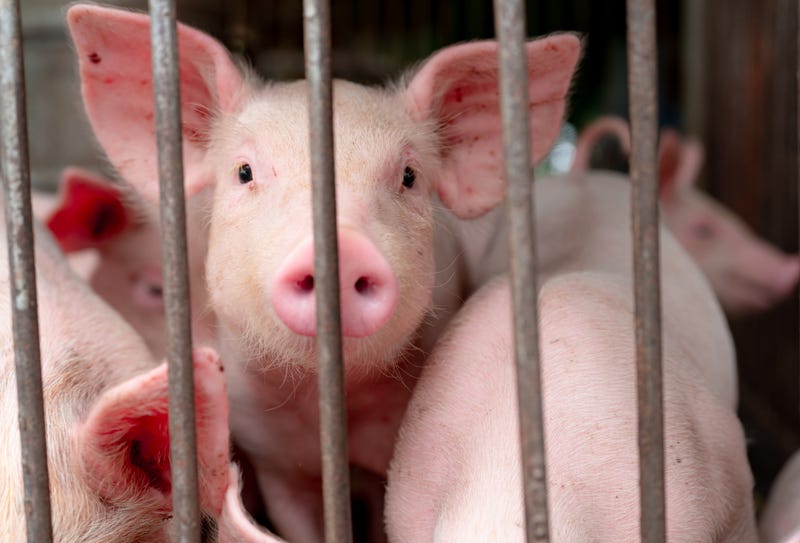 Pigs in barn