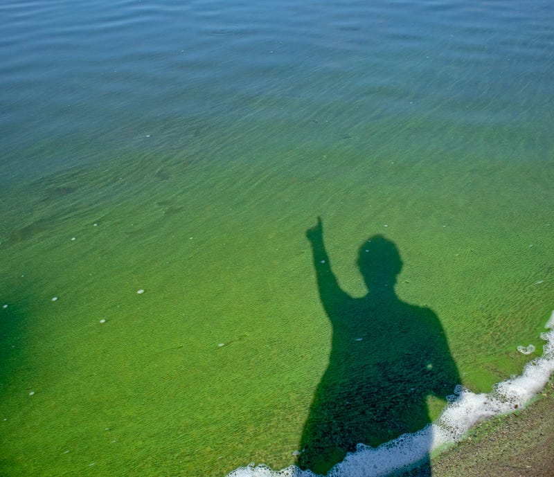 Blue-Green Algae