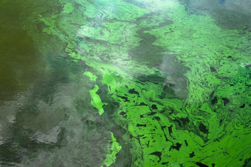 blue-green algae