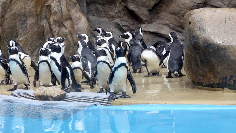 Detroit Zoo's Polk penguin center reopens to public with new species, glass floor