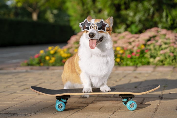 Pet Trick