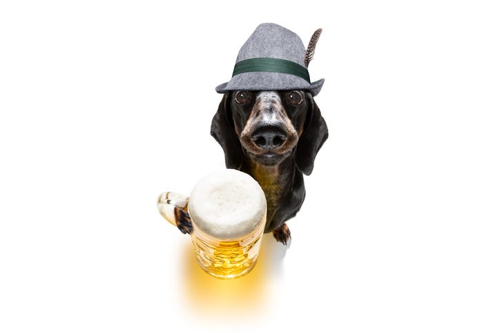 Dachshund or sausage dog wearing a Bavarian hat and holding beer mug in its paw, isolated on white background 