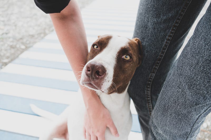 A foster dog gets some love