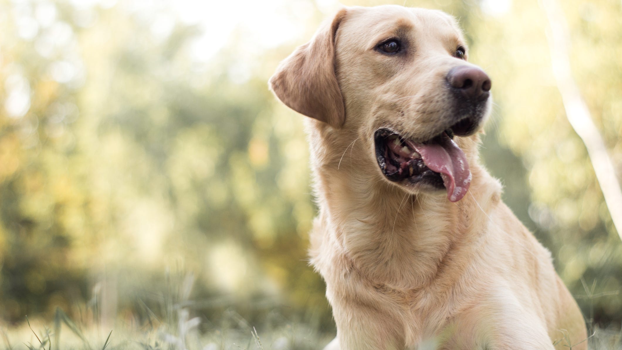 Chunk, dog missing for 2 weeks, retrieved safe from bay