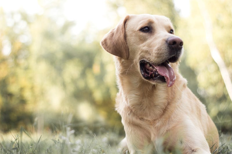 A golden retreiver.