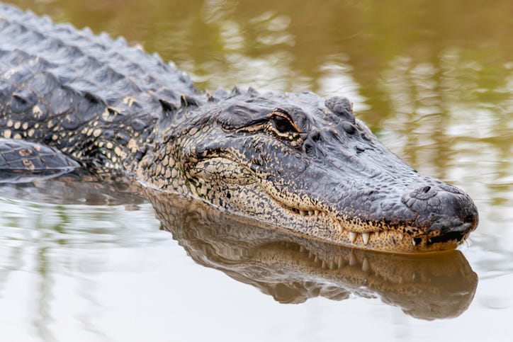 alligator