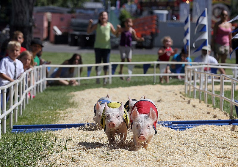Pigs with the All-Alaskan Pig Racing round the track during a race at the Alameda County Fair on June 23, 2011 in Pleasanton, California.