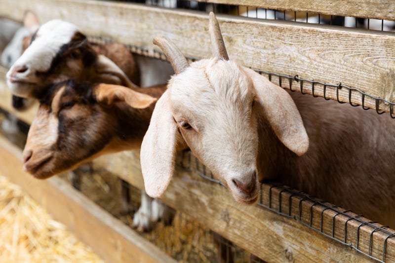 goats