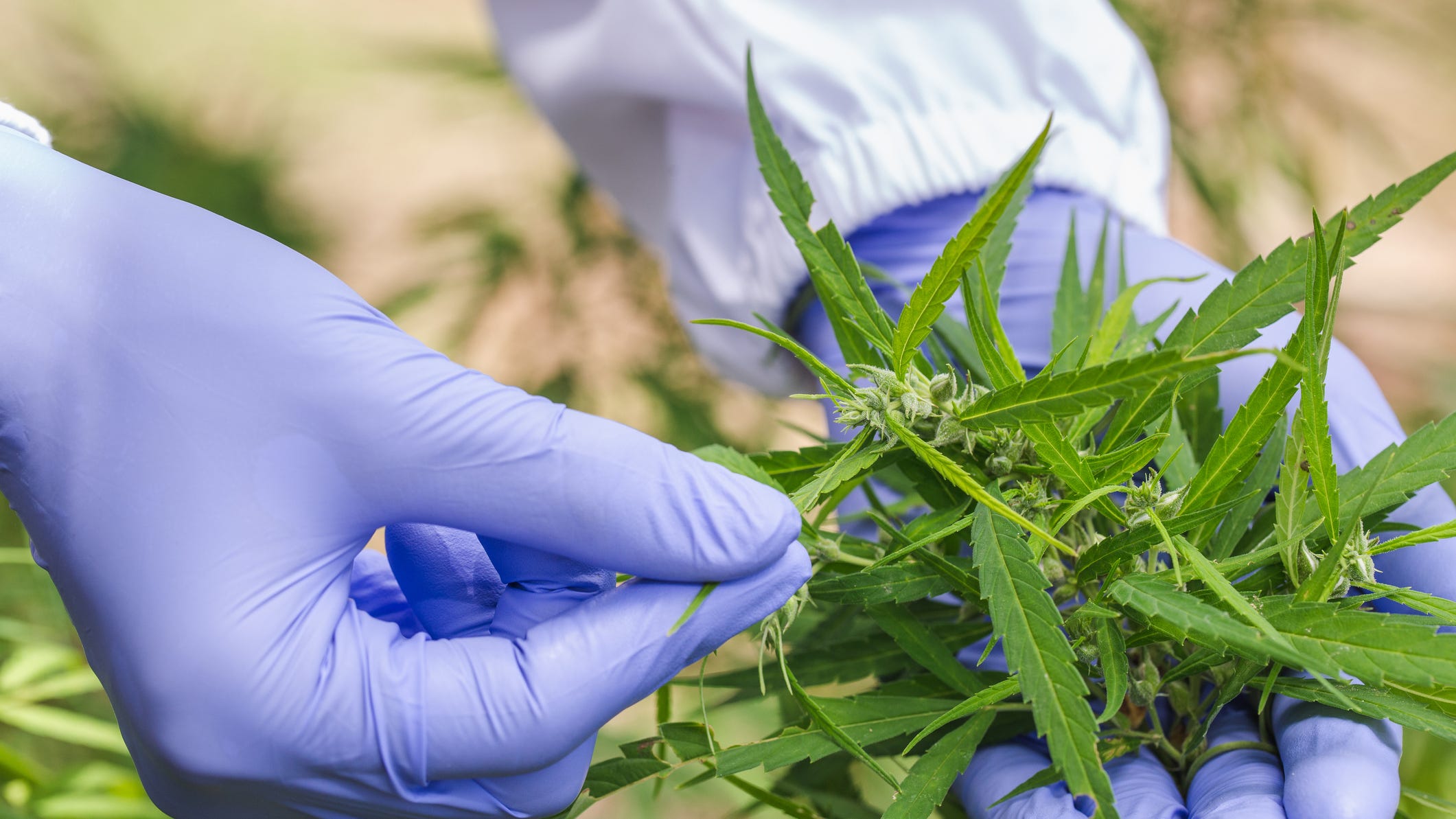 Happy 420! City of Detroit accepting applications for marijuana licenses