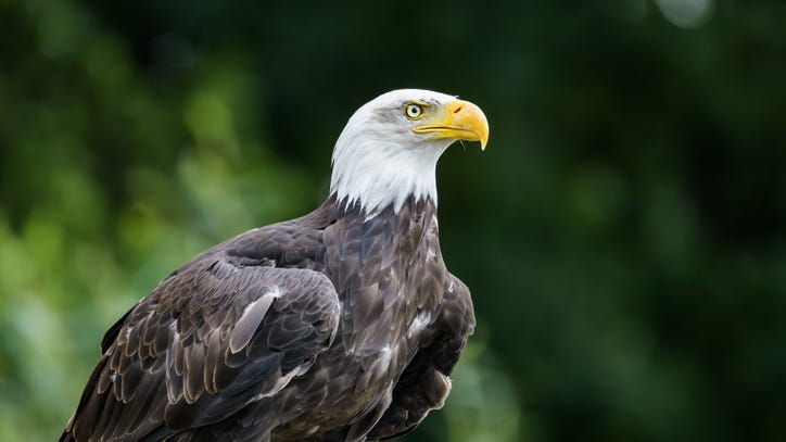 WATCH: Baby bald eagle hatches on live video