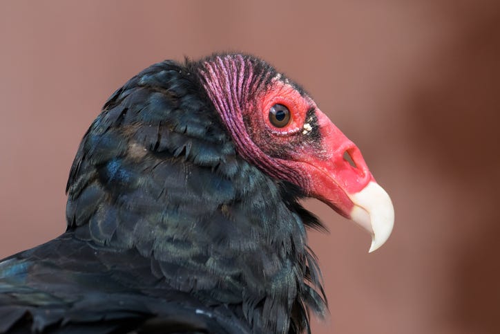 turkey vulture