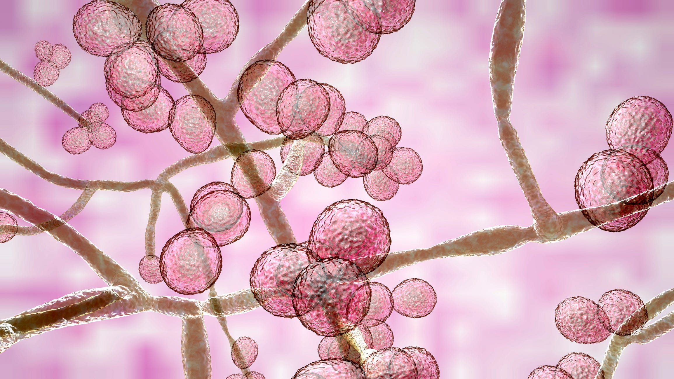 Deadly fungus spread at 'alarming rate' during pandemic