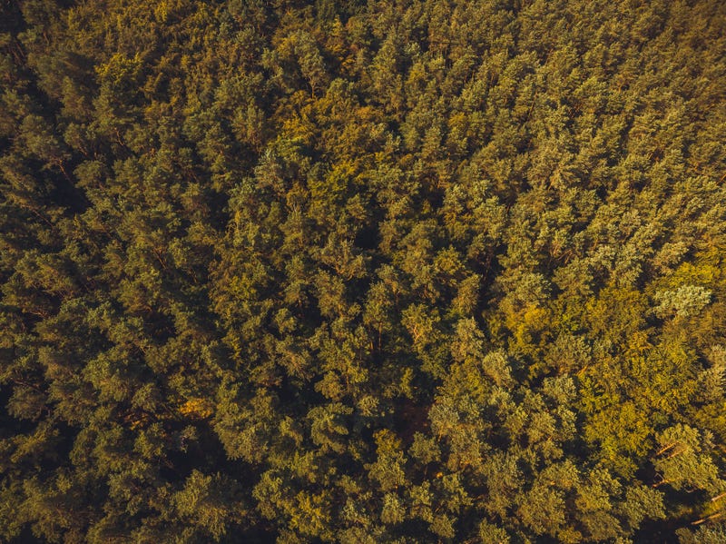 aerial view of forest