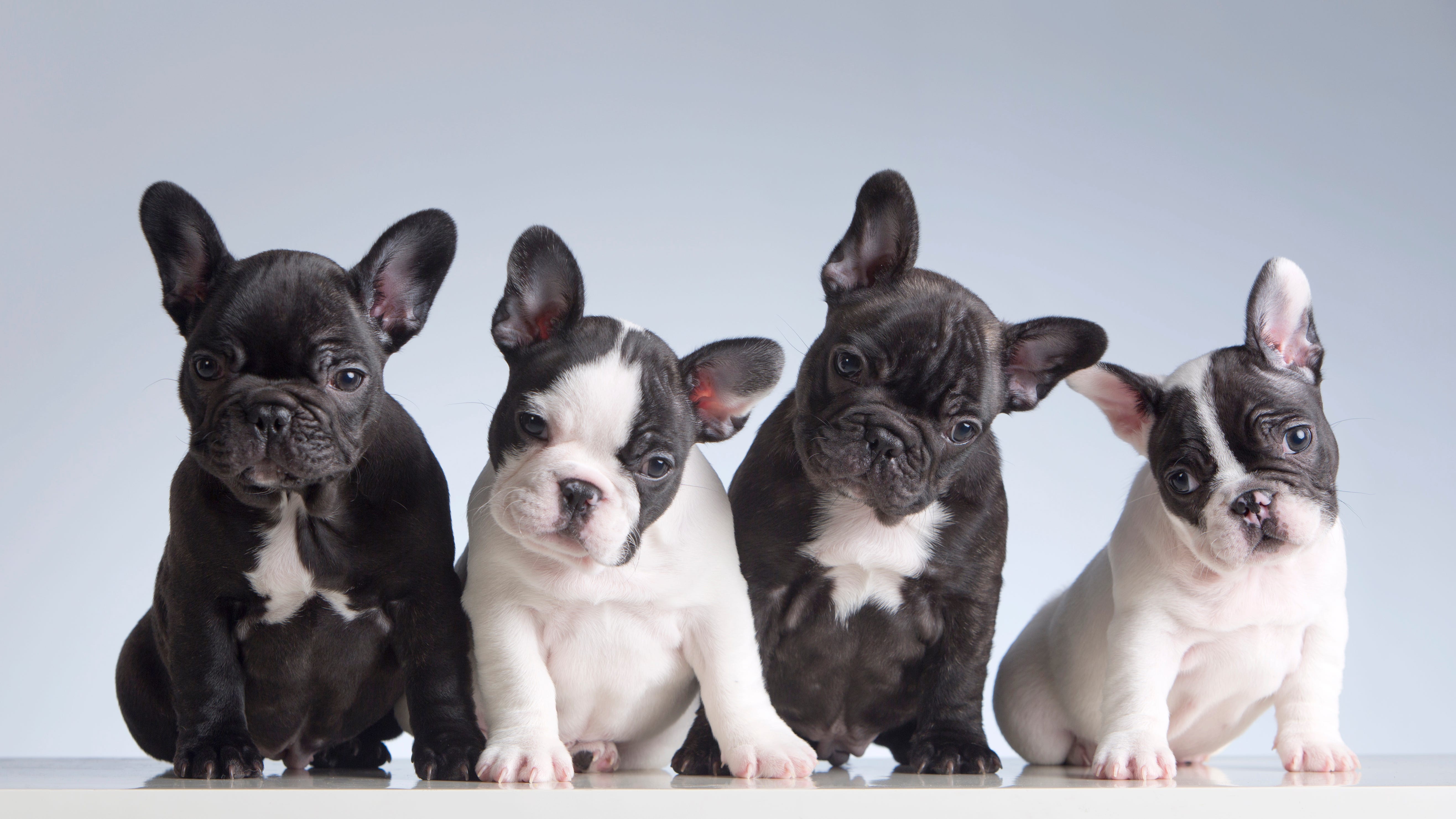 Stolen French bulldog reunited with owners day after violent dognapping in Ladera Heights