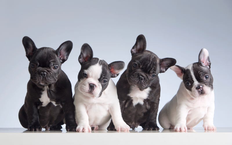 French bulldogs