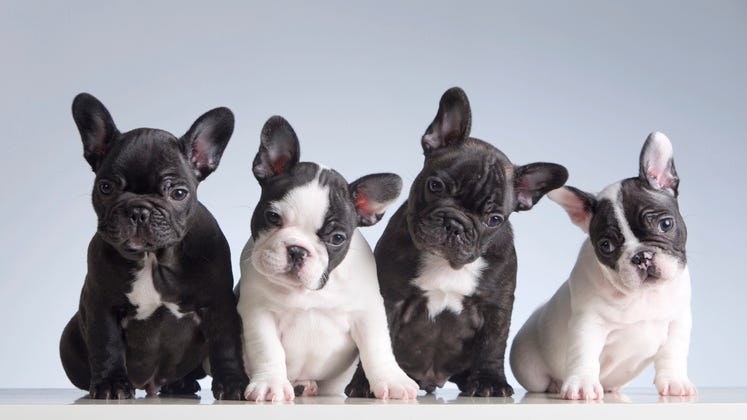 French bulldogs are the most problematic breed to own: study
