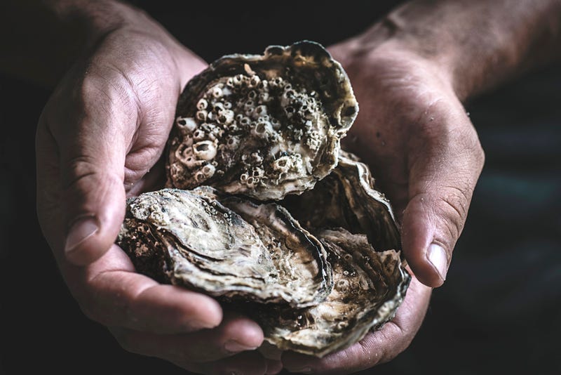 Grow your own? Louisiana to take orders for oyster larvae beginning Monday