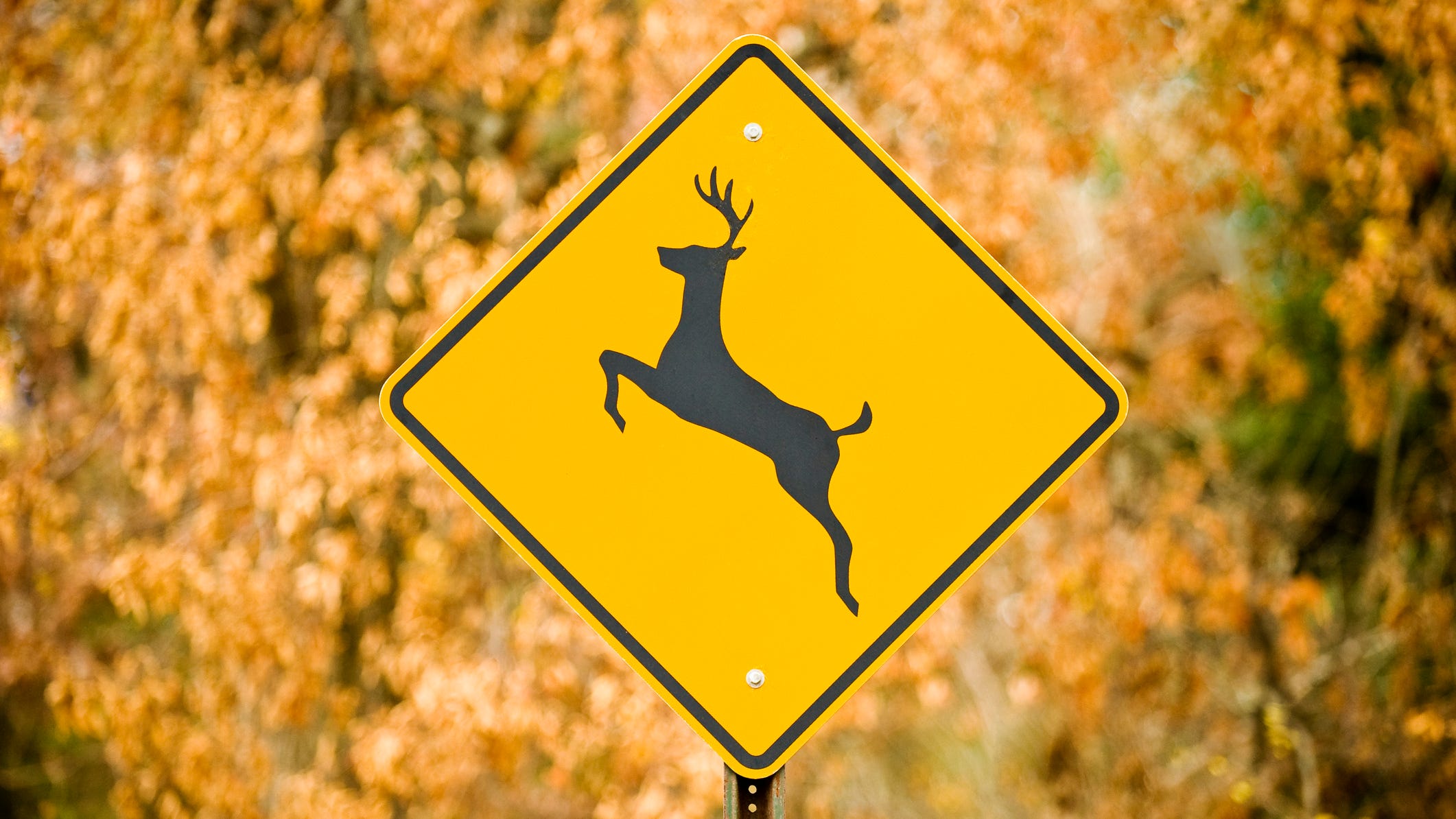 Mid-Michigan man hit, killed by SUV while inspecting car's damage from collision with deer
