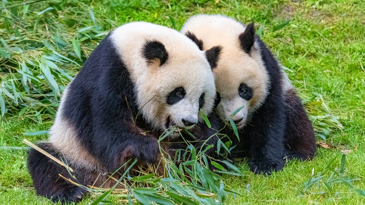 Pandas at Hong Kong Zoo Finally Mate After Decade During Coronavirus Shutdown