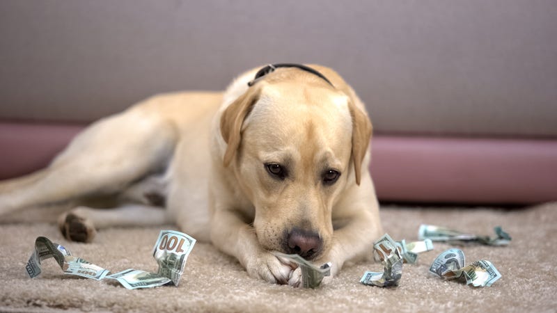 Dog eating money. 