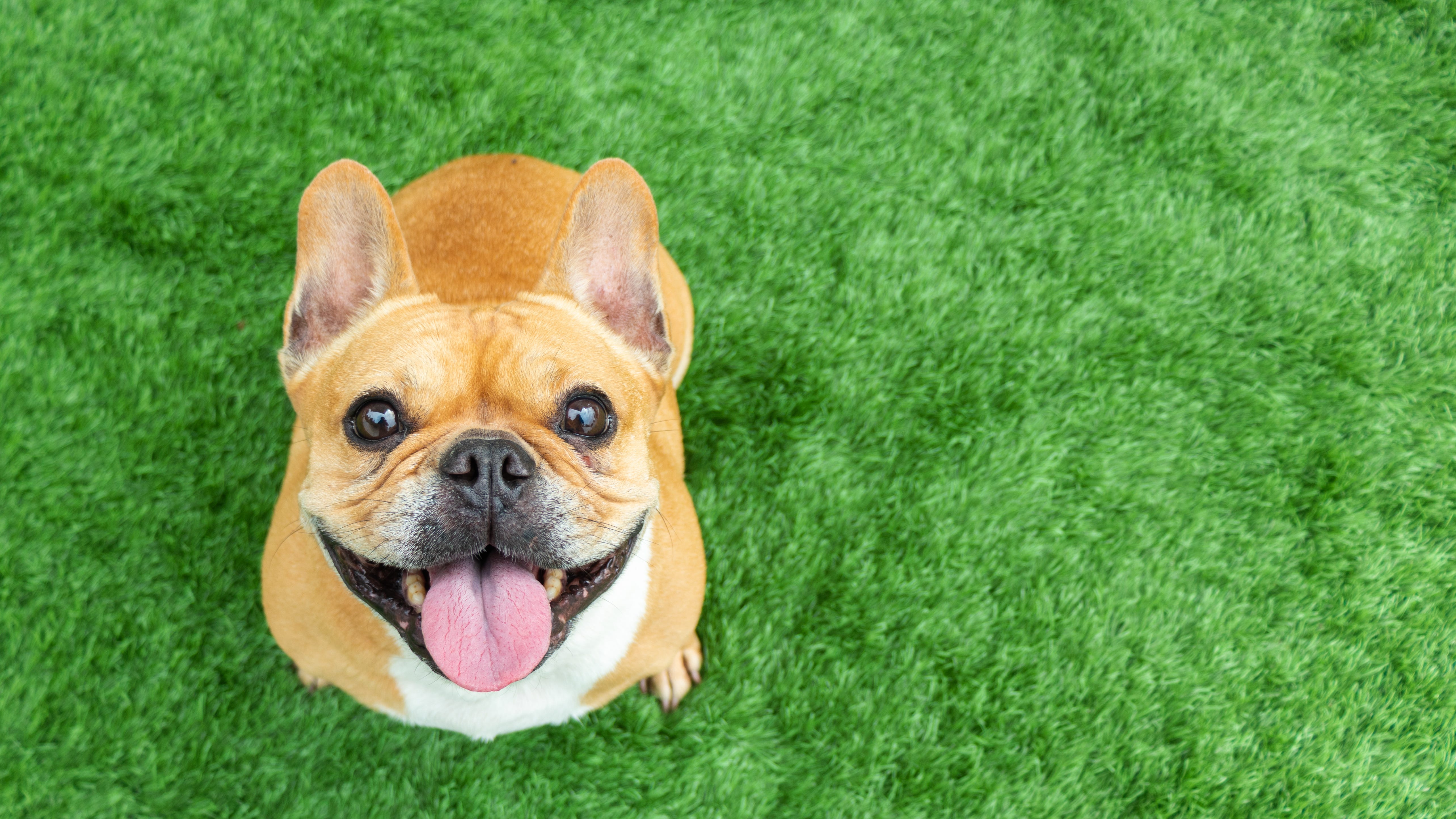 American Kennel Club ranks most popular dog breeds, French Bulldog leads Dallas