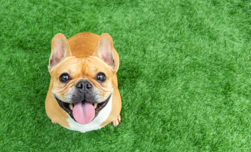 French Bulldog