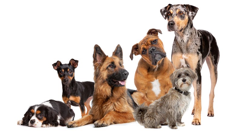 Dogs