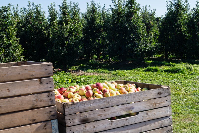 Several people, including children, were injured during a field trip to an apple orchard in Western Wisconsin Wednesday.  