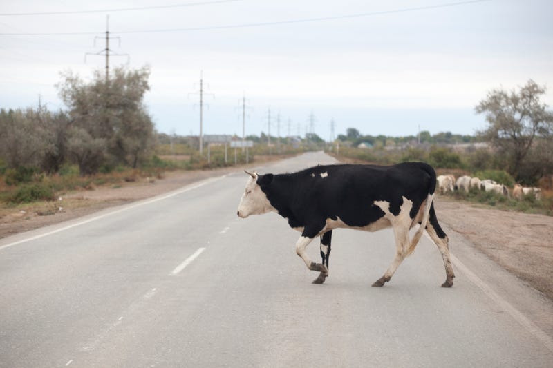 cow animal asphalt road