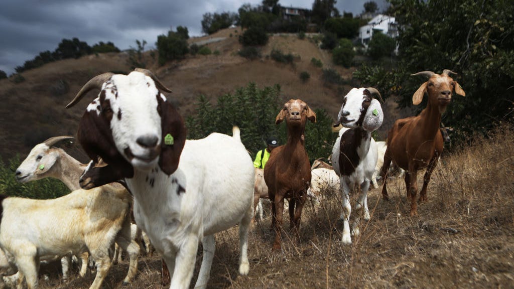 Goat herd immunity: BART deploys farm animals to strengthen wildfire defenses
