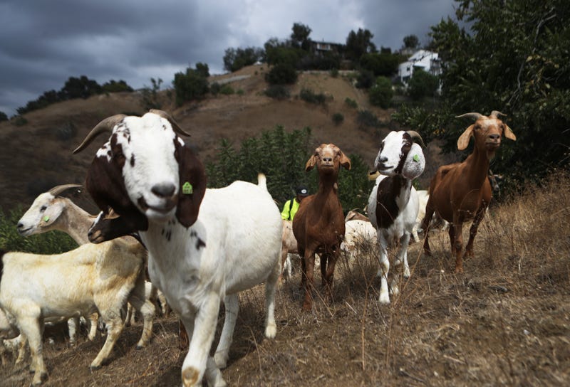 A herd of goats graze on a fire-prone hill as part of fire prevention efforts on September 26, 2019 in South Pasadena, California.