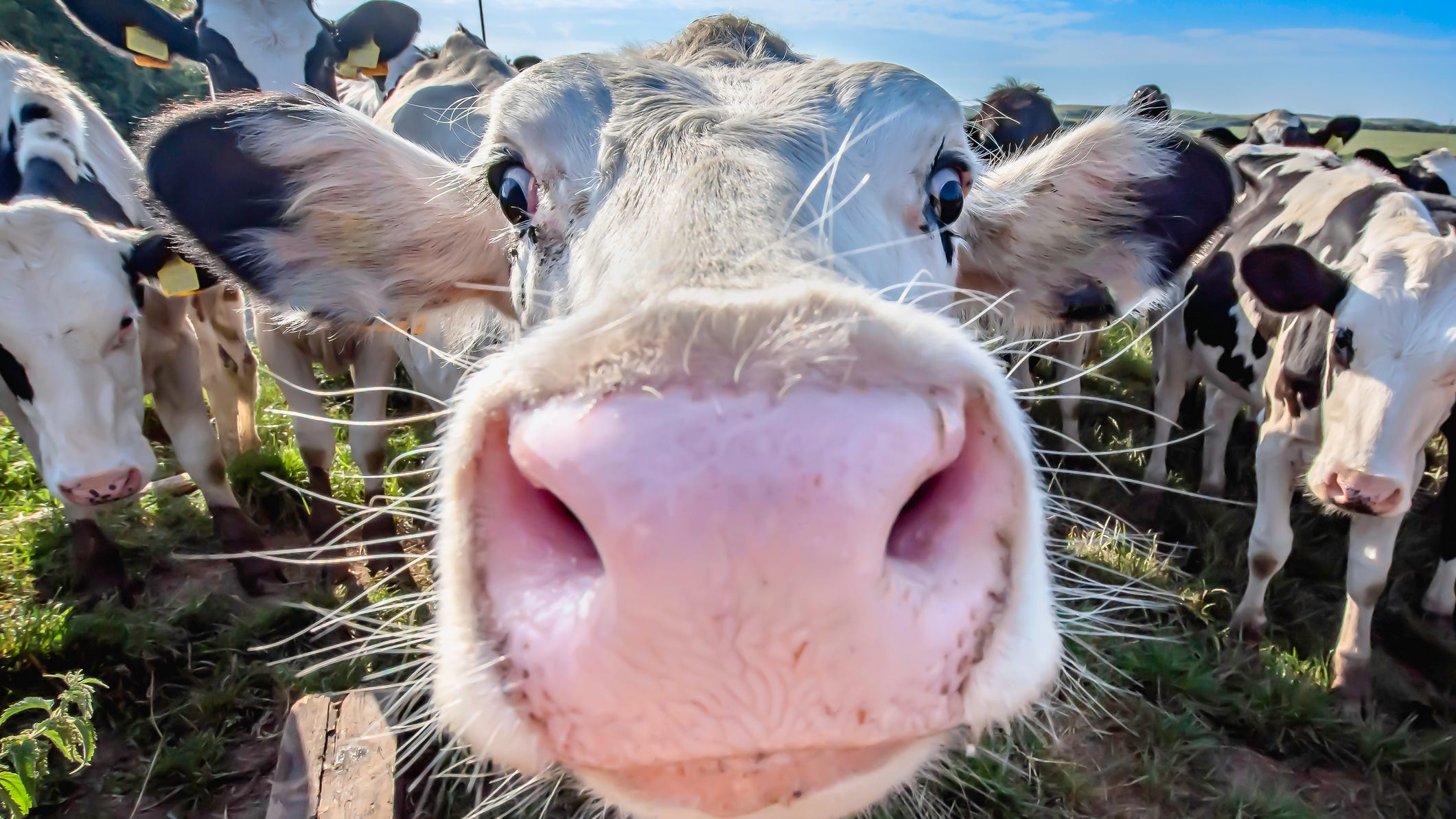 Here's how you can have a date with a cow for Valentine’s Day