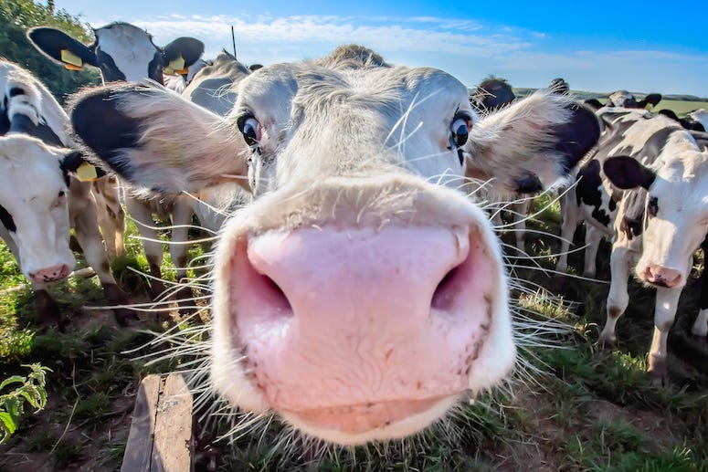 Cow, Funny, Nose