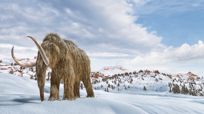 Woolly mammoth set in a winter scene environment.