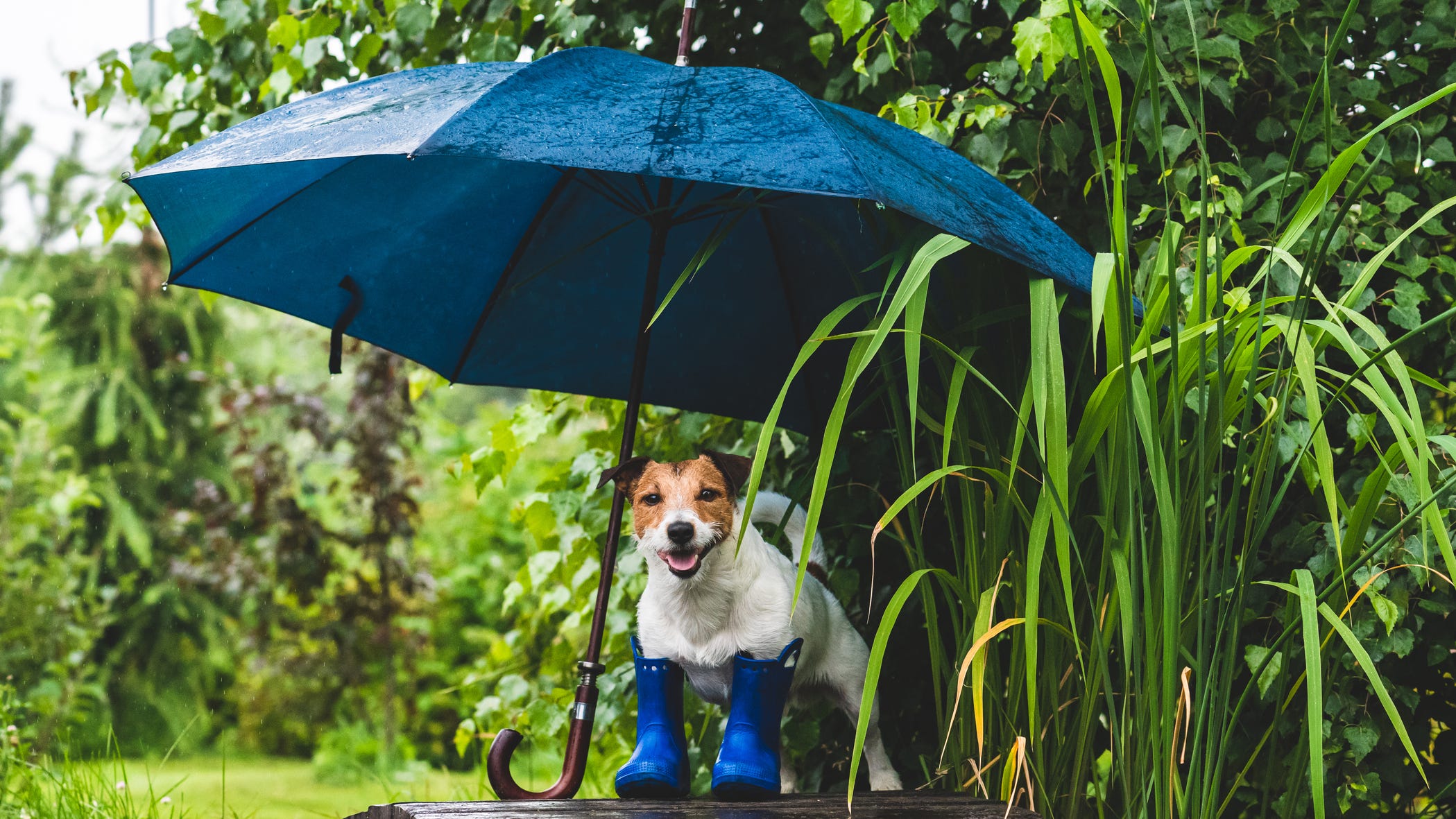 WATCH: Weatherman's dog hilariously interrupts live broadcast looking for a treat
