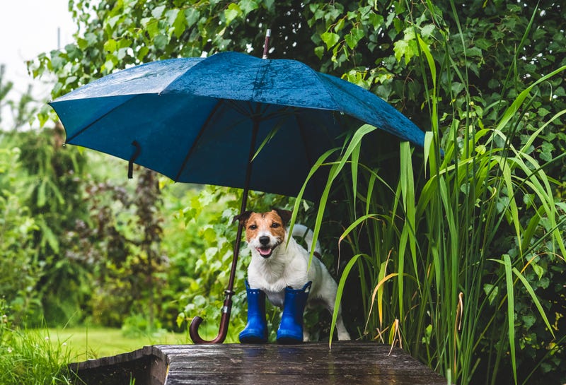 Jack Russell Terrier dog ready for autumn walks