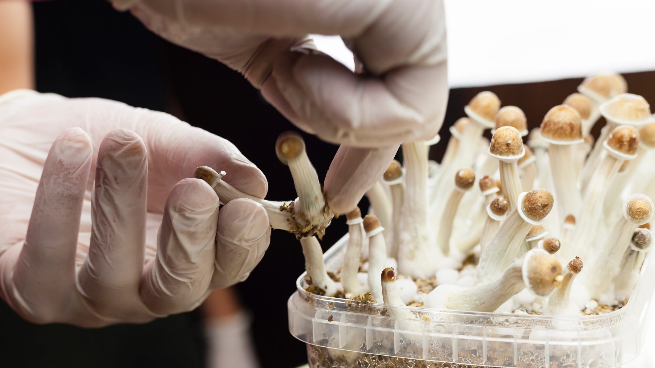 UC Berkeley trains guides for people going through psychedelic mental health treatment