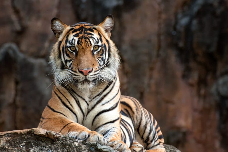 tiger