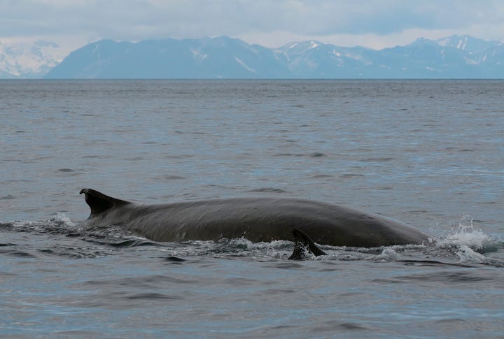 Fin Whales Off Kodiak Island. Stock photo. 